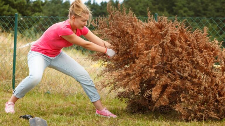 Comment tuer un arbre gênant : 8 méthodes efficaces en 2025