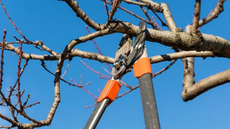Comment tuer un arbre gênant : 8 méthodes efficaces en 2025