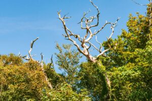 Comment faire mourir un arbre