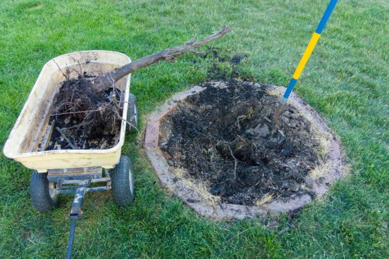 Comment tuer un arbre gênant : 8 méthodes efficaces en 2025