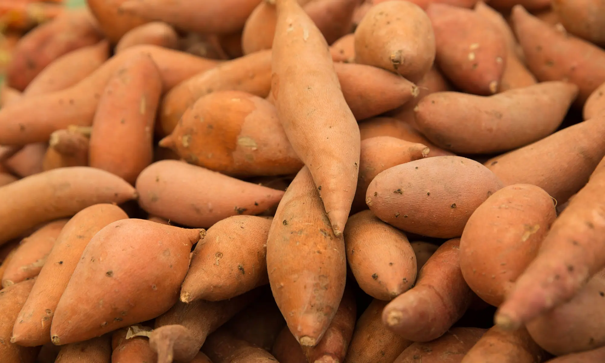 Comment bien conserver les patates douces ?