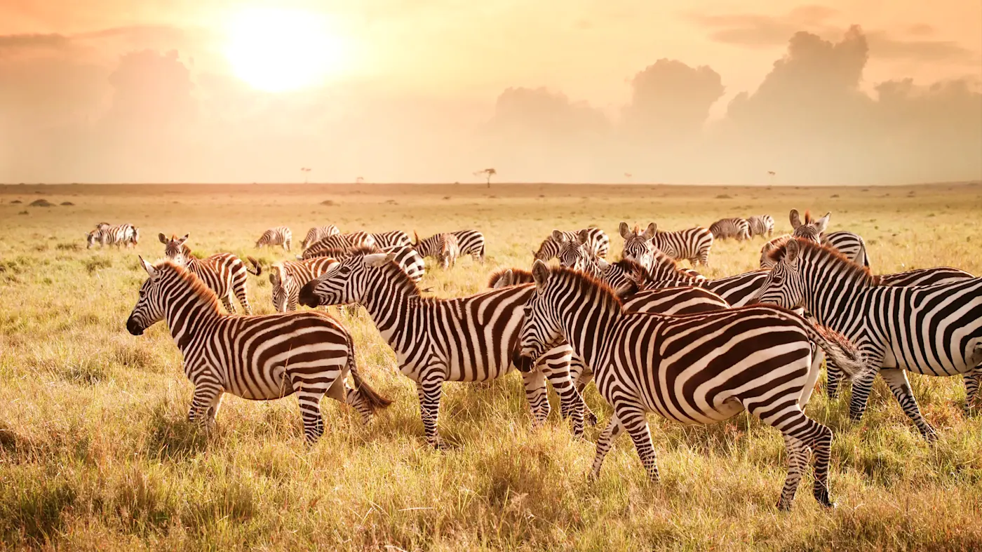 Quelle est la meilleure période pour partir au Kenya ?