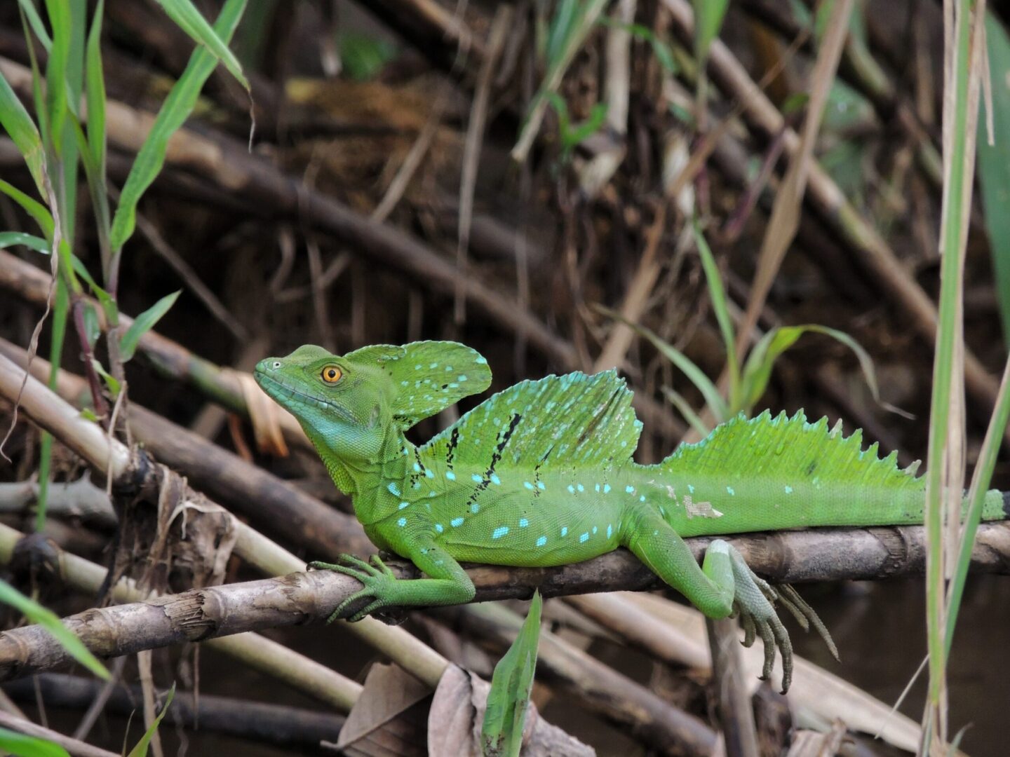 Pourquoi voyager au Costa Rica avec une agence de voyage locale comme Terra Caribea?